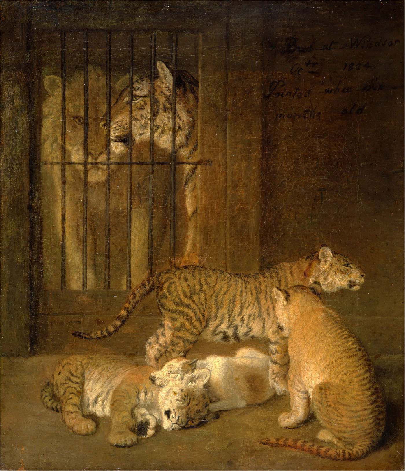 group of whelps bred between a lion and a tigress